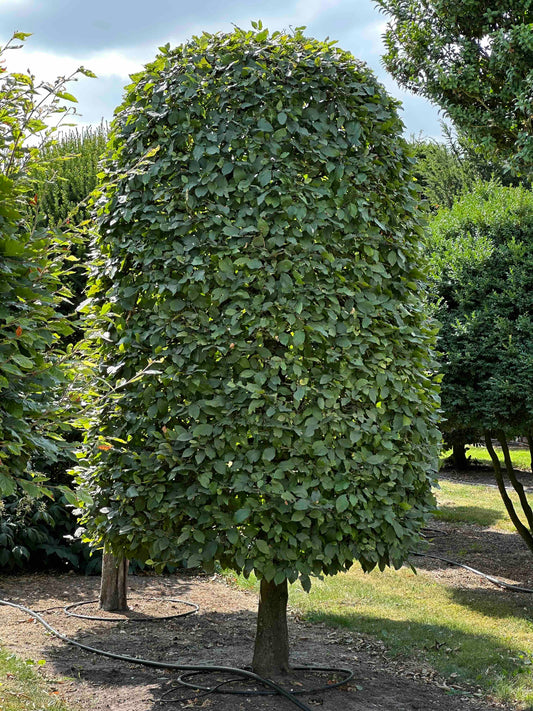 CB TOPIARY #035