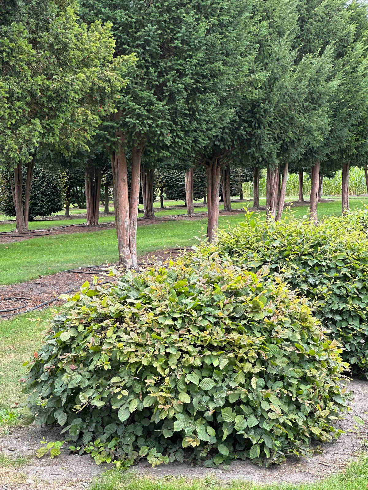 CB TOPIARY #036