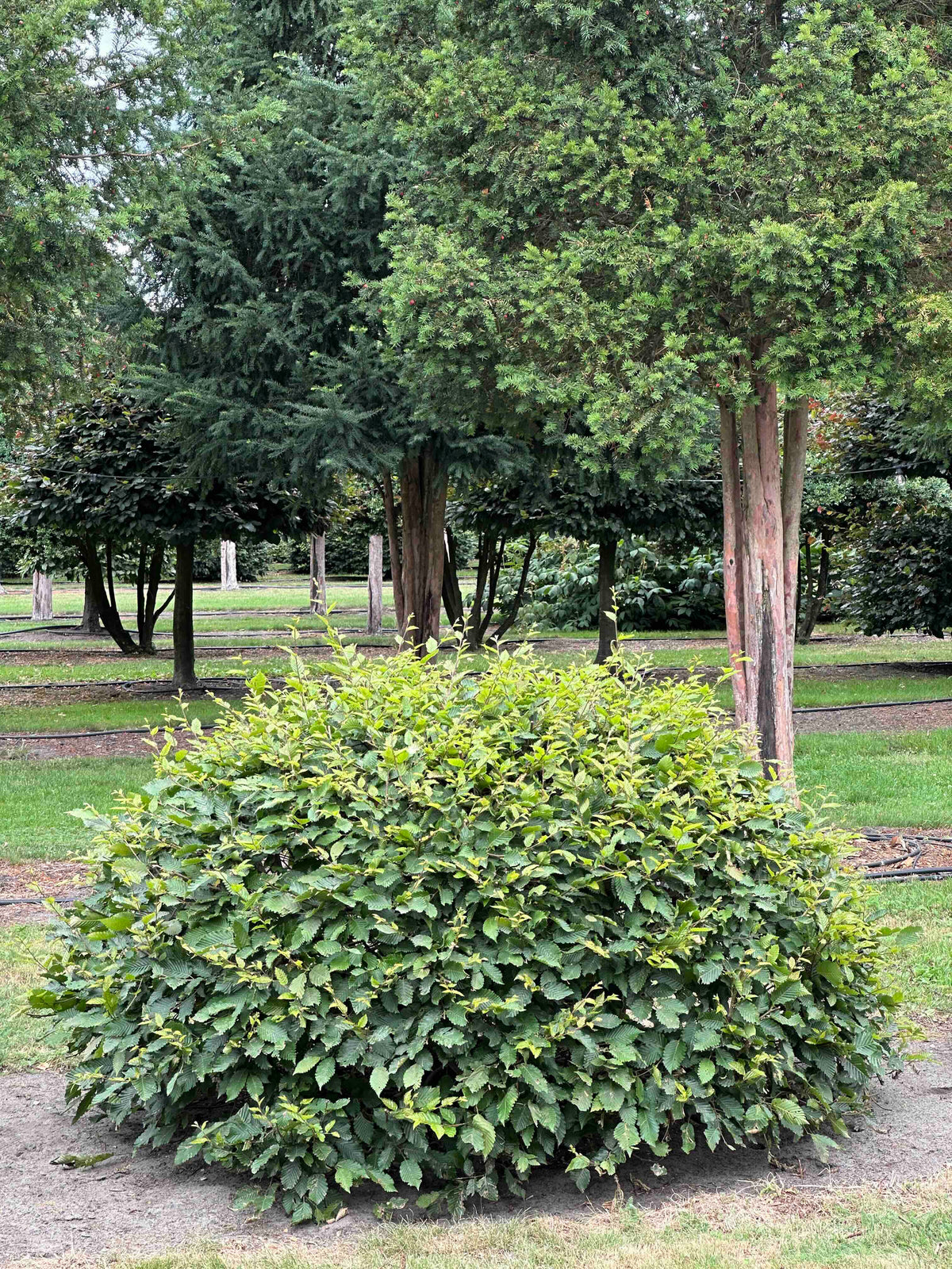CB TOPIARY #037