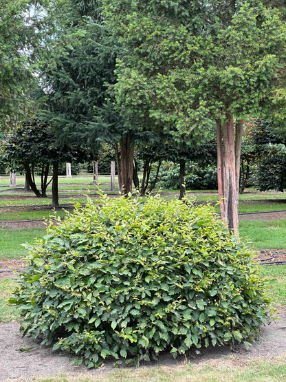 CB TOPIARY #037