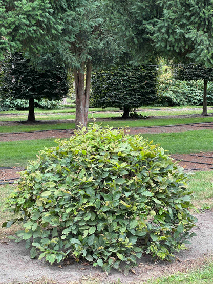 CB TOPIARY #040
