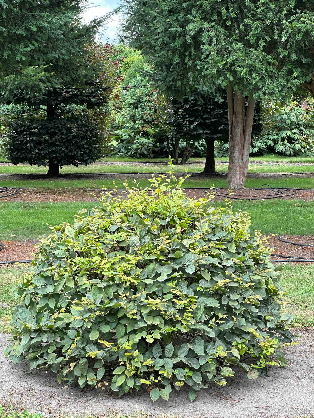 CB TOPIARY #041