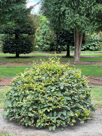 CB TOPIARY #041