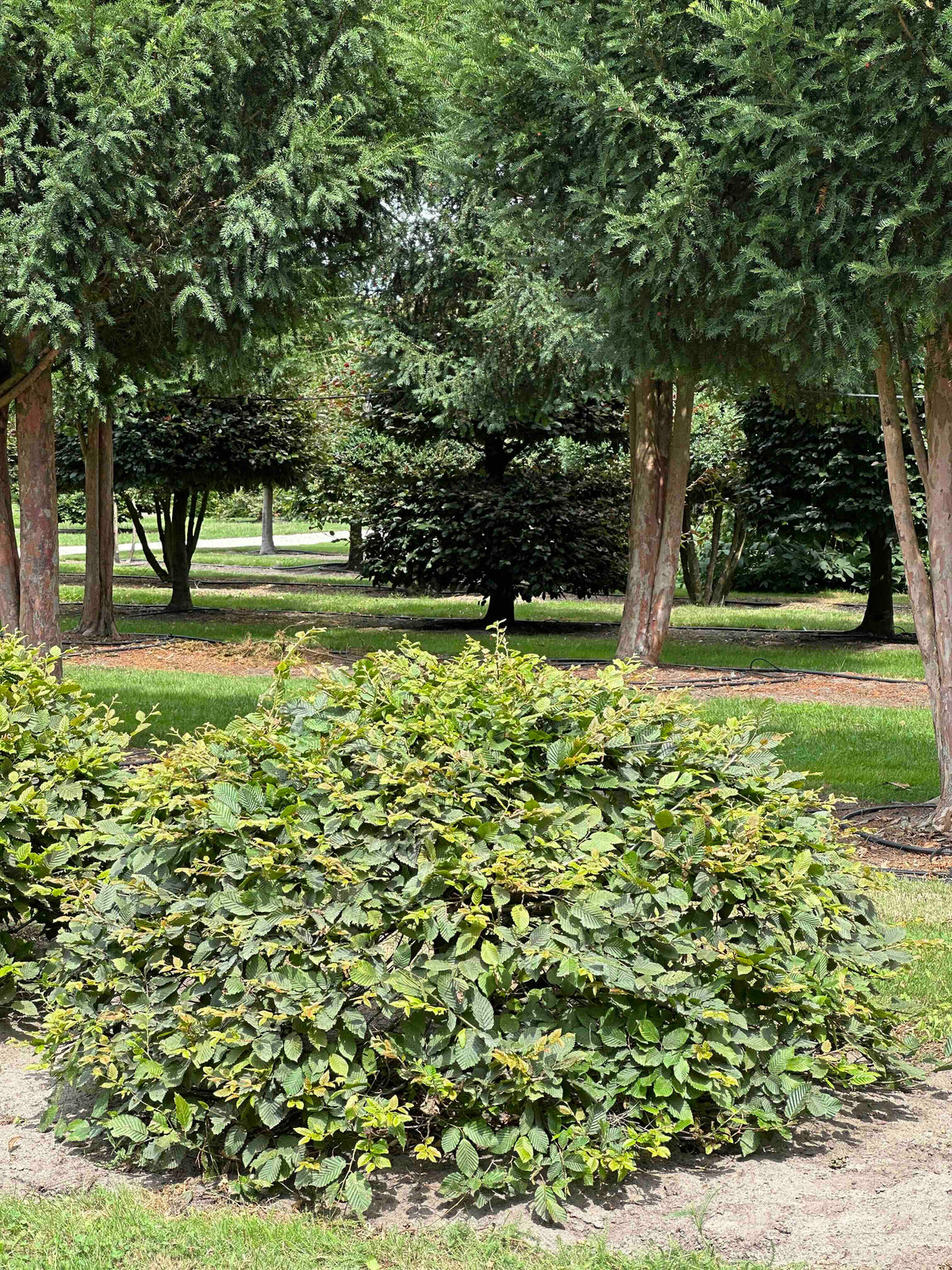 CB TOPIARY #044