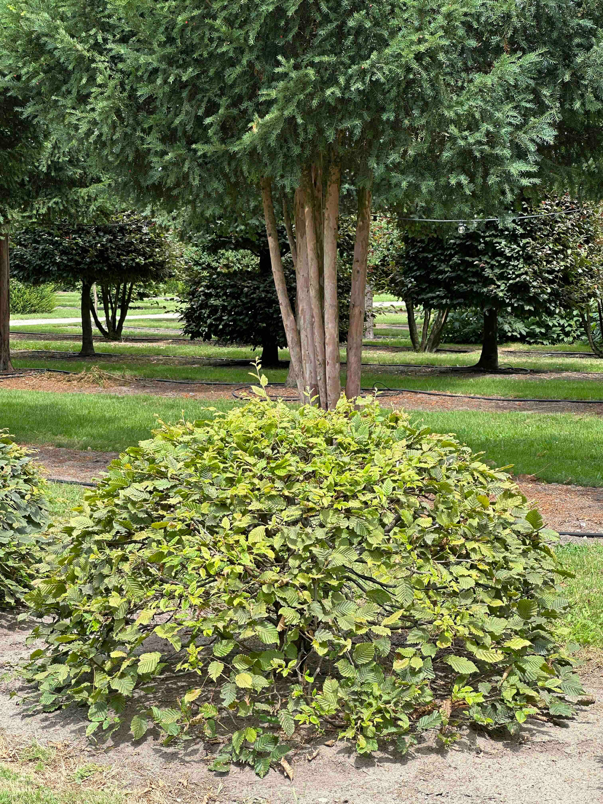CB TOPIARY #045