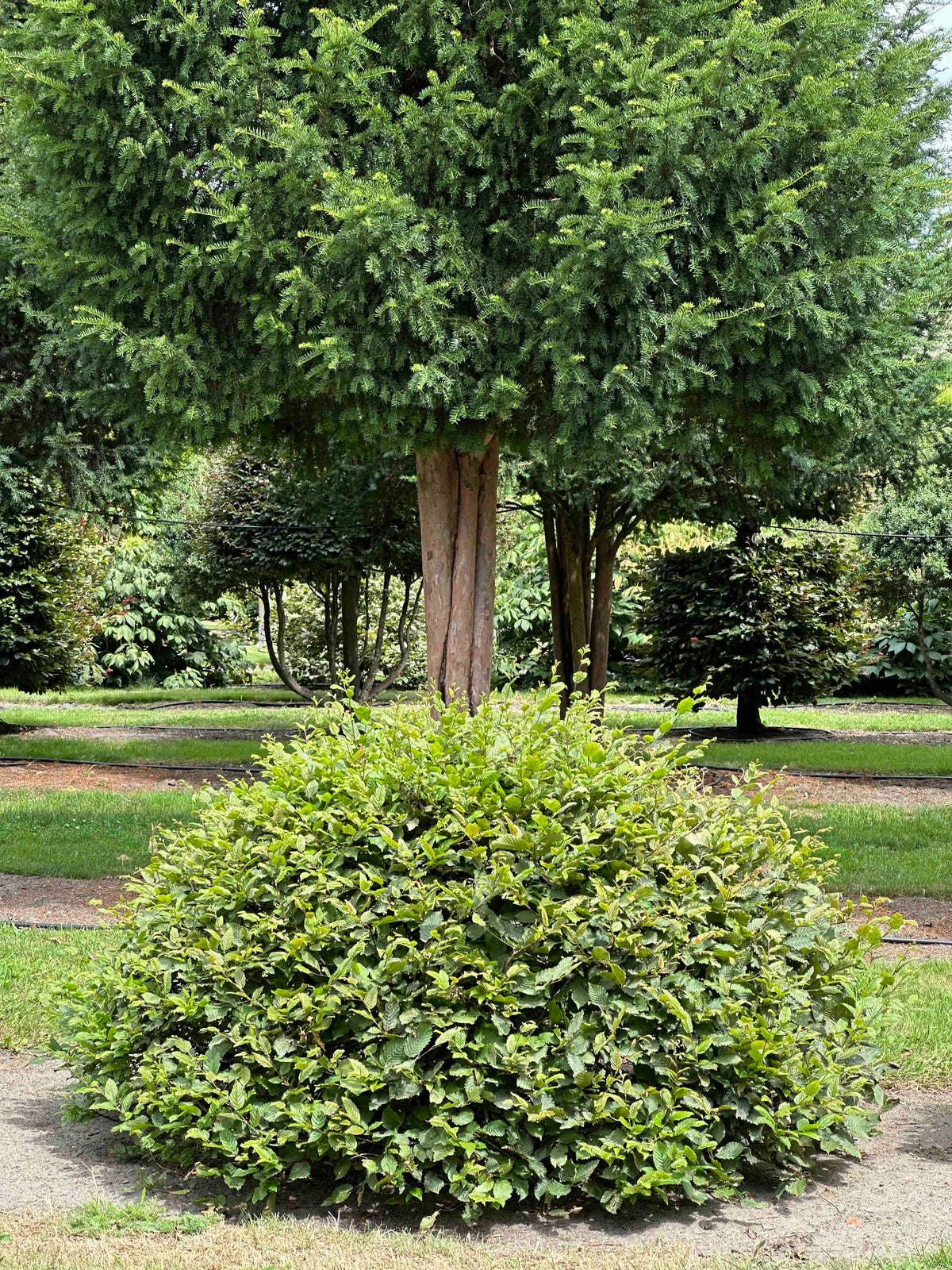 CB TOPIARY #046