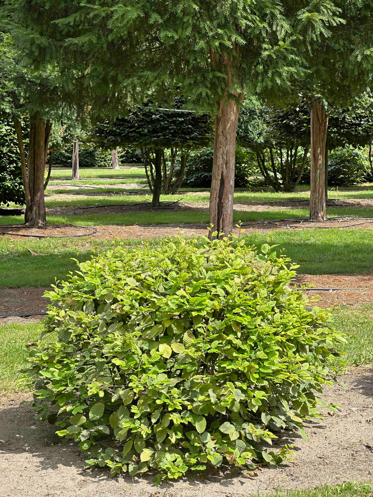 CB TOPIARY #047