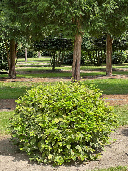 CB TOPIARY #047