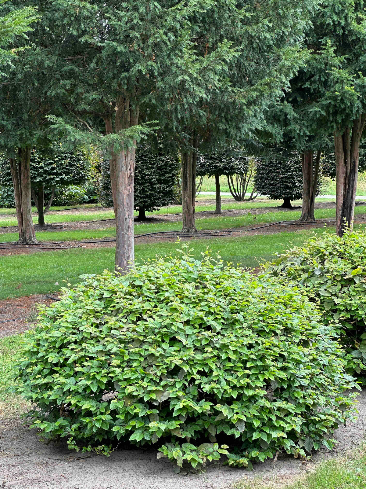 CB TOPIARY #048