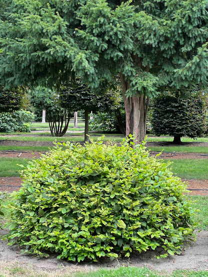 CB TOPIARY #052