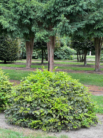 CB TOPIARY #053