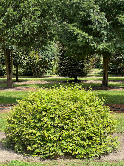 CB TOPIARY #055