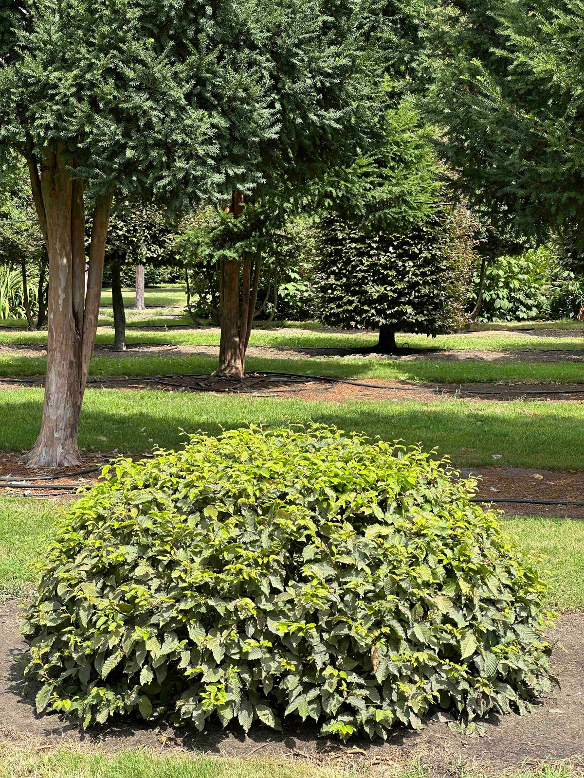 CB TOPIARY #059