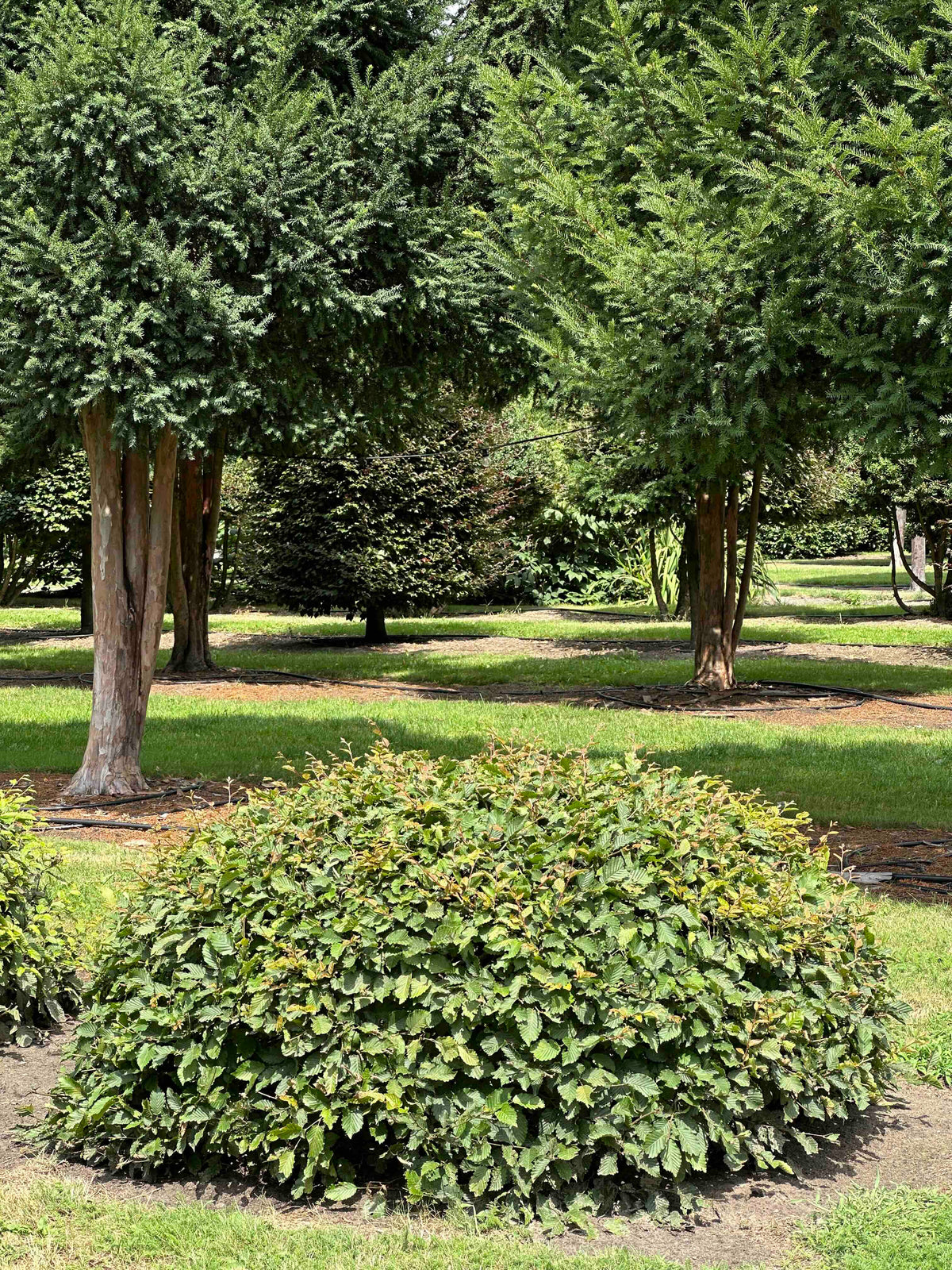 CB TOPIARY #060