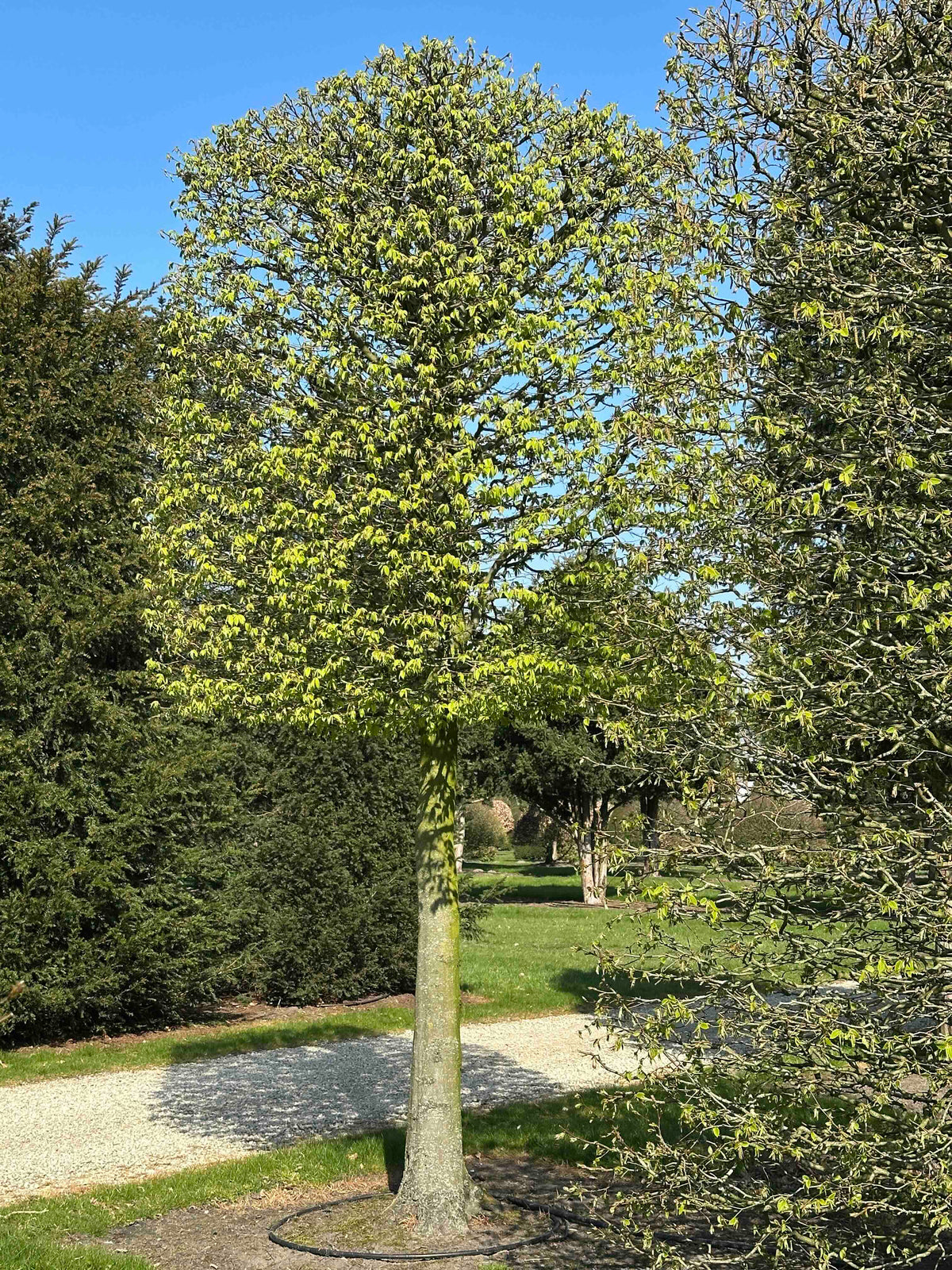 CB TOPIARY #061