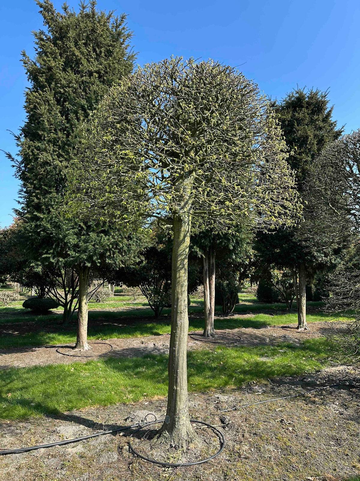 CB TOPIARY #065
