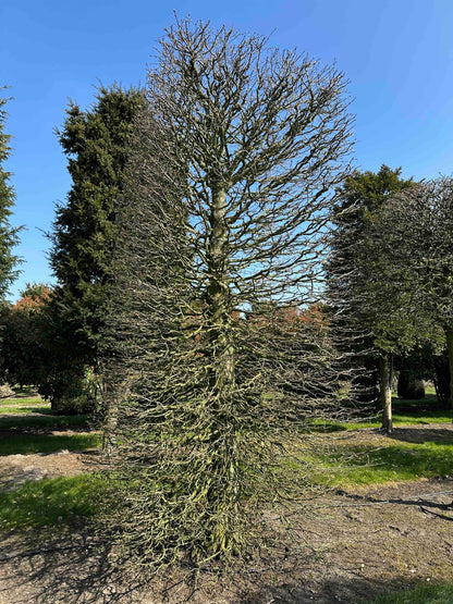 CB TOPIARY #067