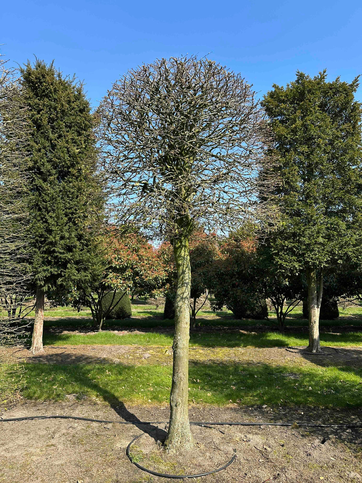 CB TOPIARY #068