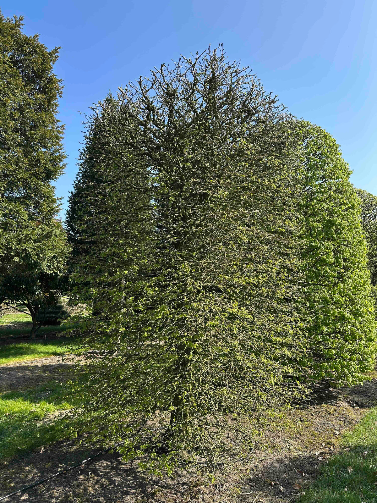 CB TOPIARY #069