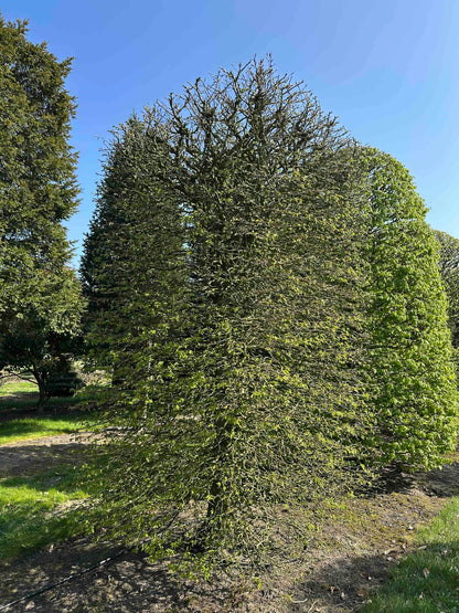 CB TOPIARY #069