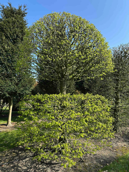 CB TOPIARY #071
