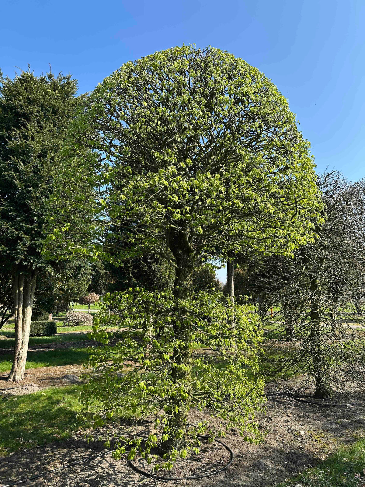 CB TOPIARY #073