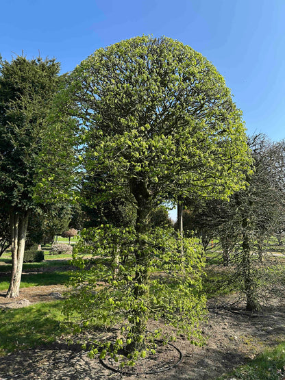 CB TOPIARY #073