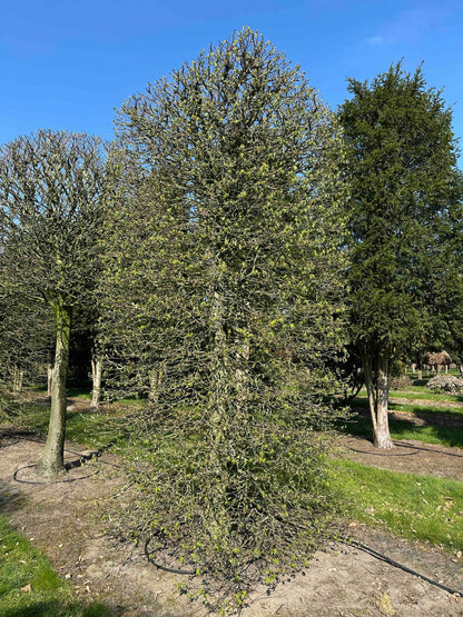 CB TOPIARY #076