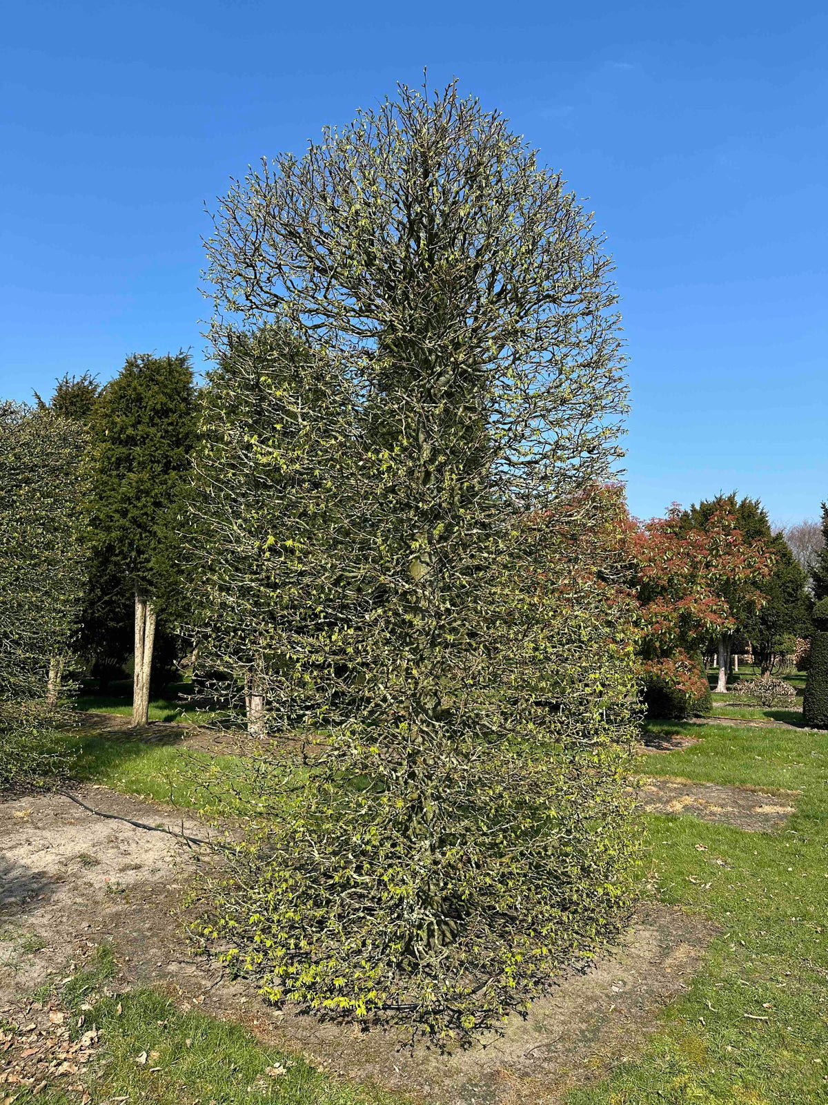 CB TOPIARY #078