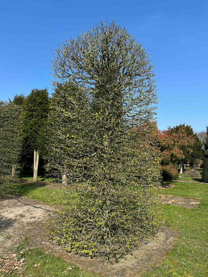CB TOPIARY #078