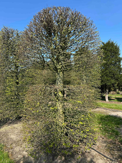 CB TOPIARY #080