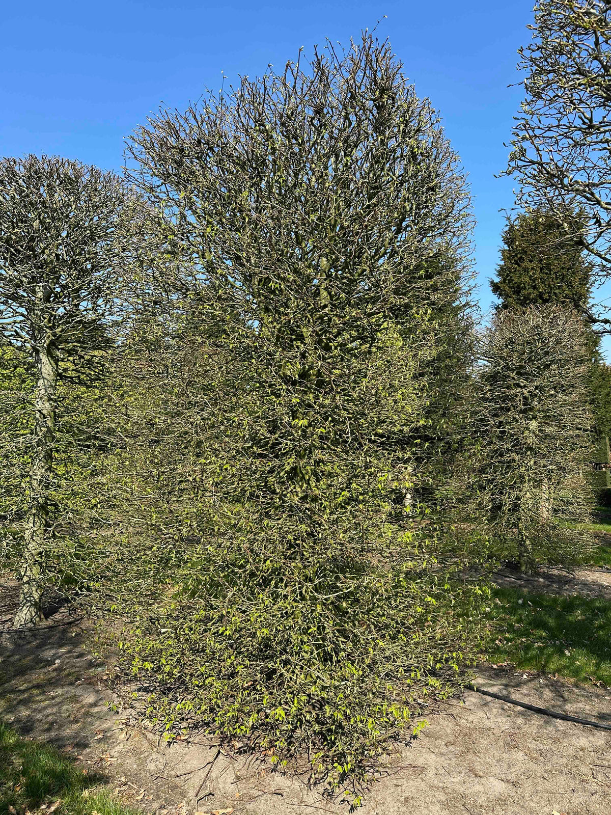 CB TOPIARY #083