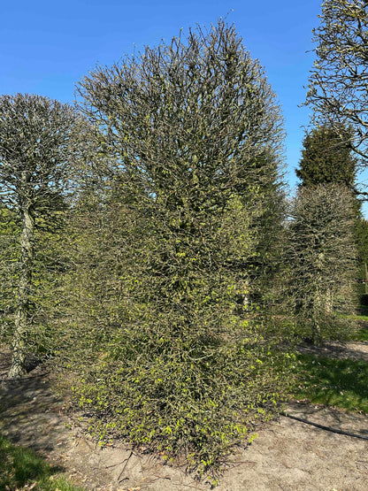 CB TOPIARY #083