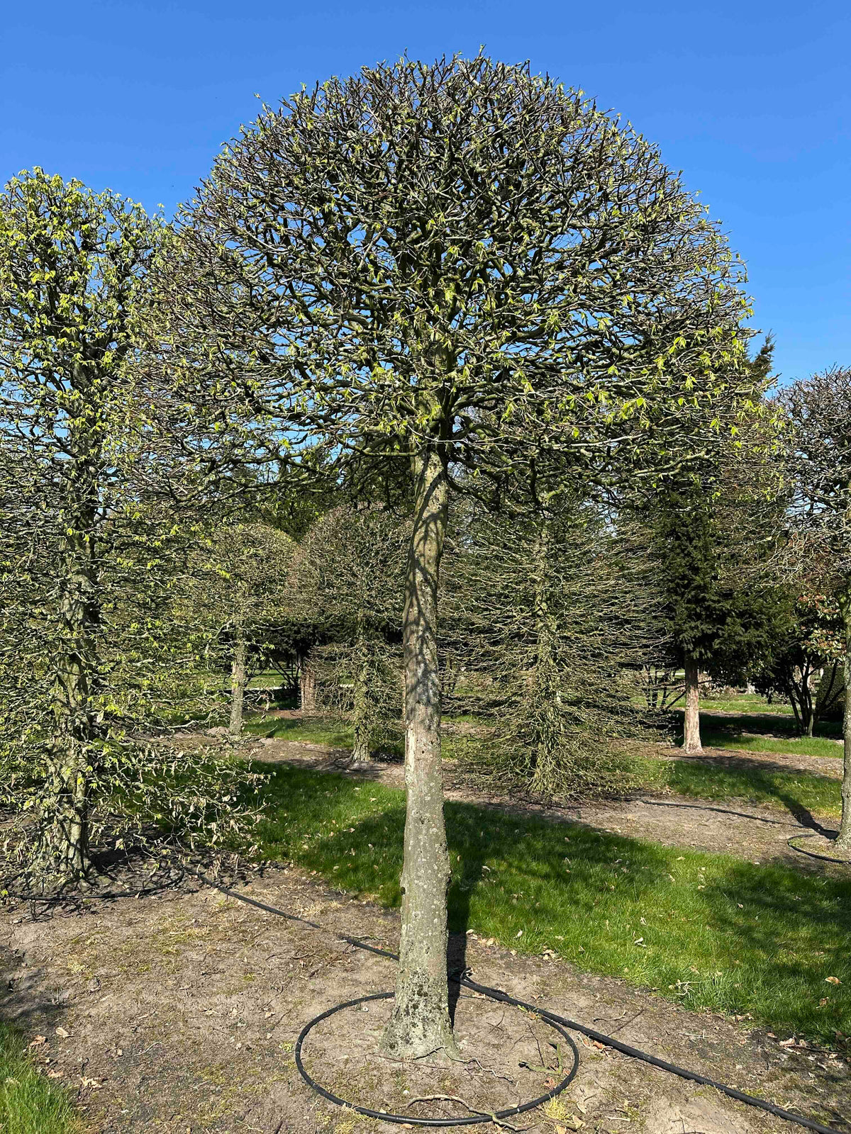 CB TOPIARY #089