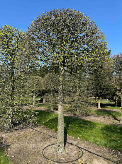 CB TOPIARY #089