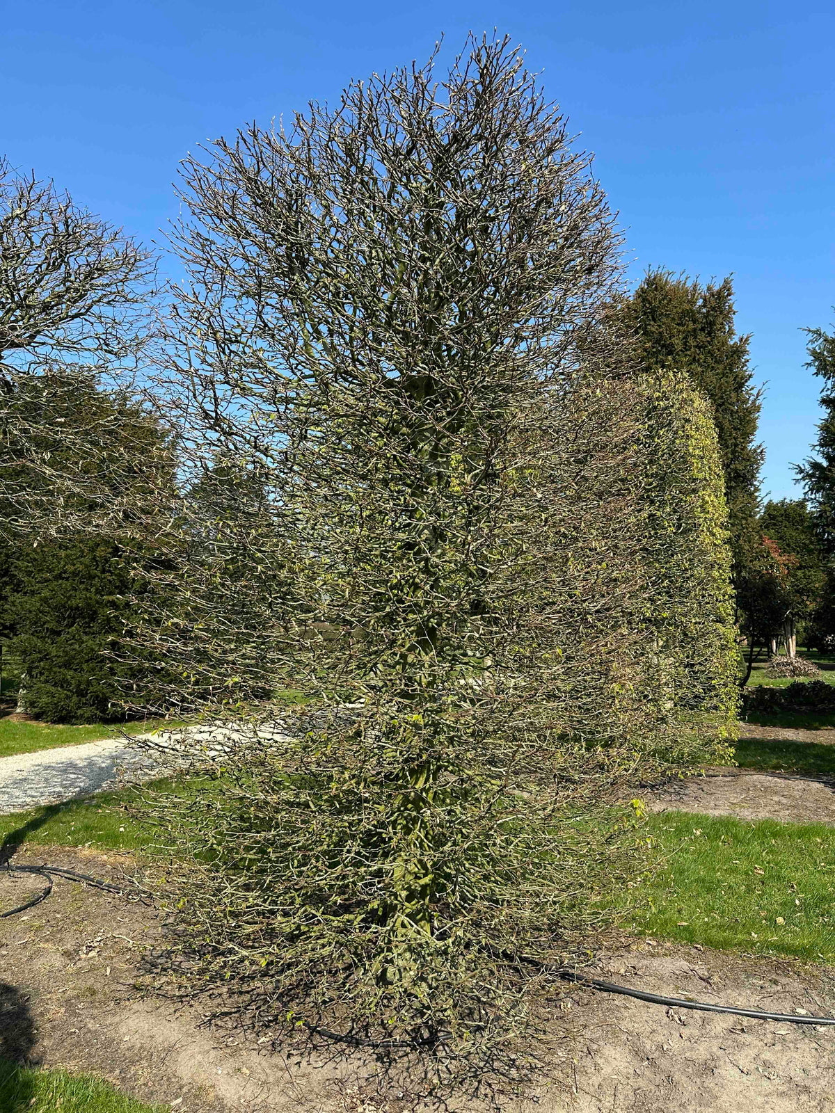CB TOPIARY #093