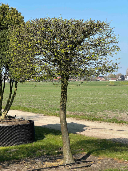 CB TOPIARY #095