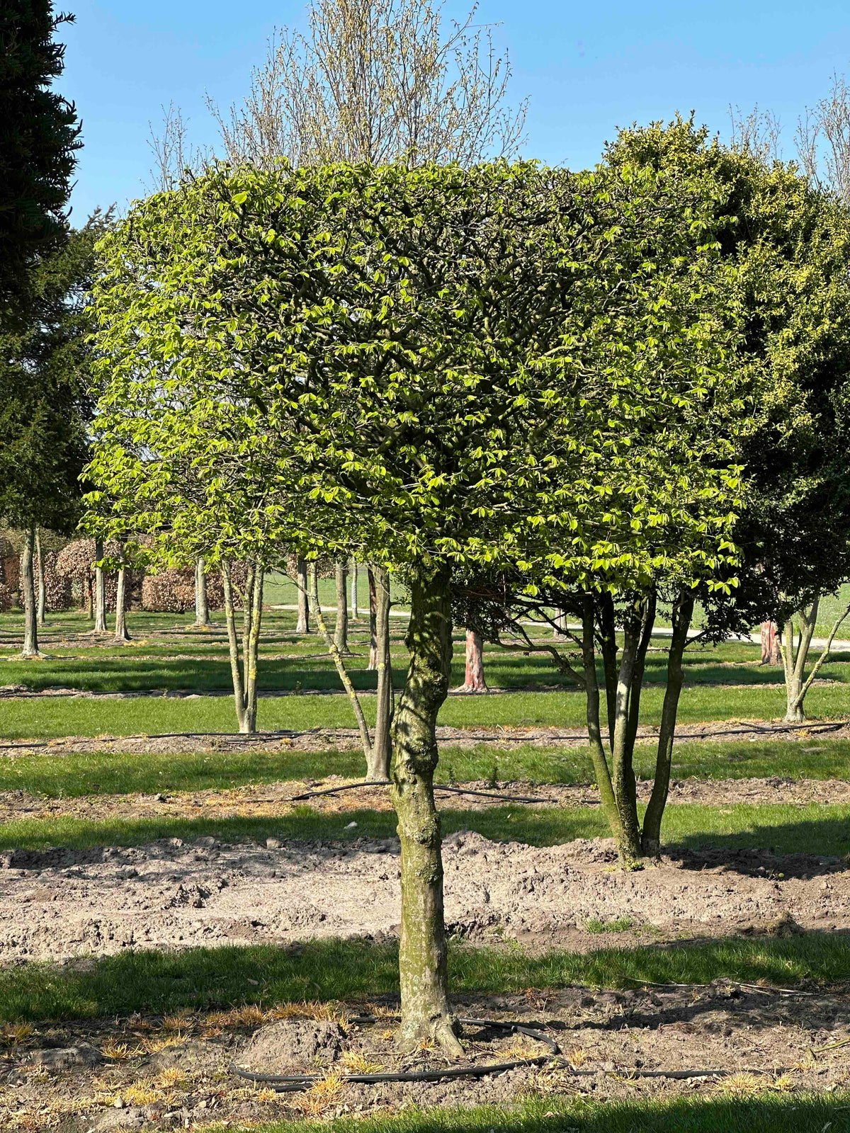 CB TOPIARY #099