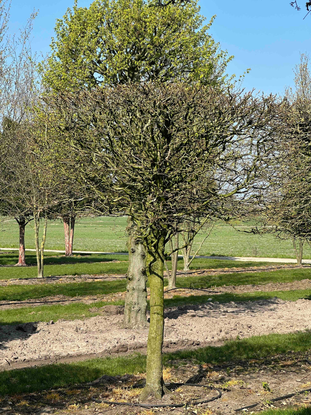 CB TOPIARY #101