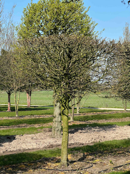 CB TOPIARY #101