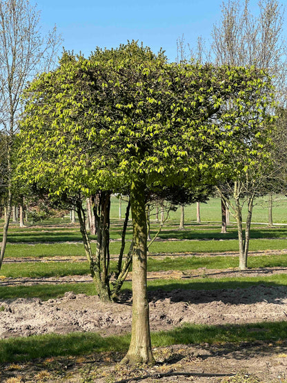 CB TOPIARY #102