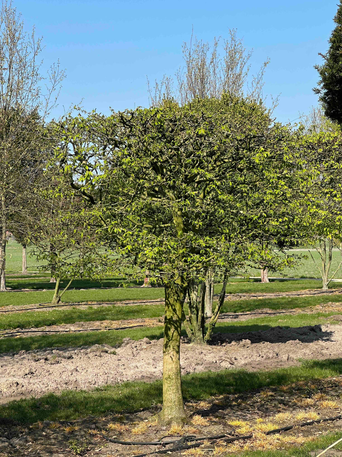 CB TOPIARY #103