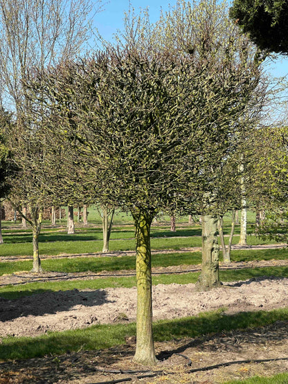 CB TOPIARY #108
