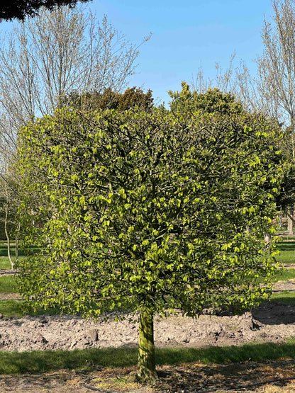CB TOPIARY #109