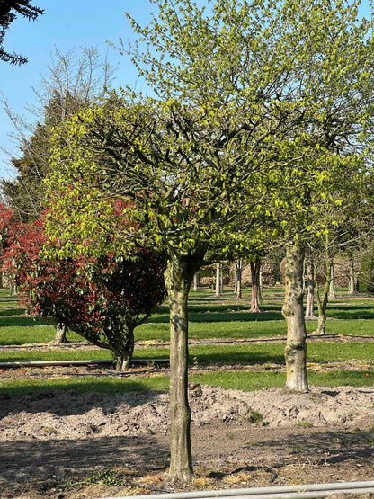 CB TOPIARY #114
