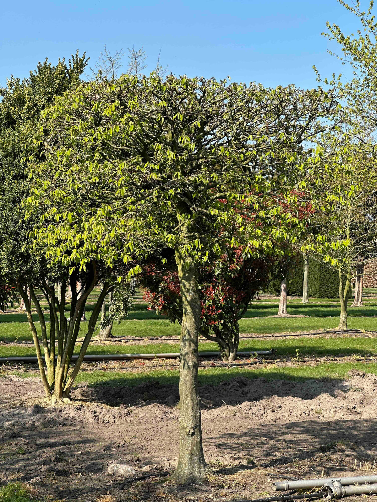 CB TOPIARY #115
