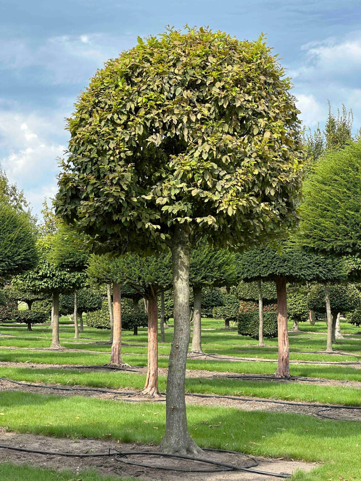 CB TOPIARY #116