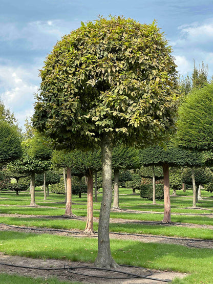 CB TOPIARY #116