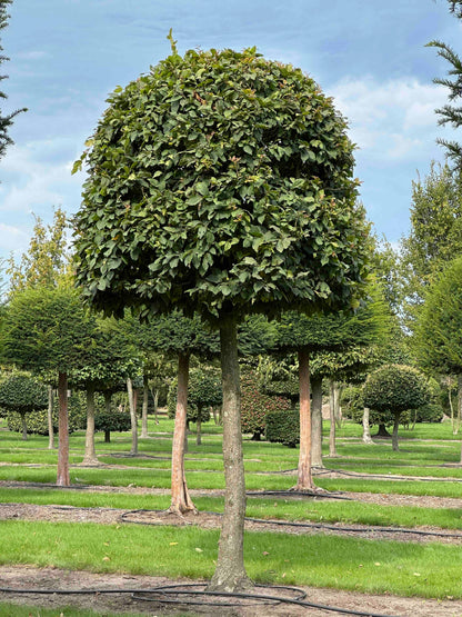 CB TOPIARY #117