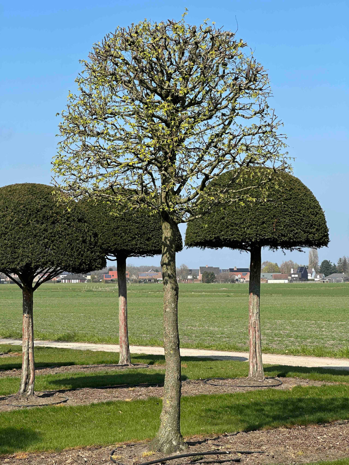 CB TOPIARY #117